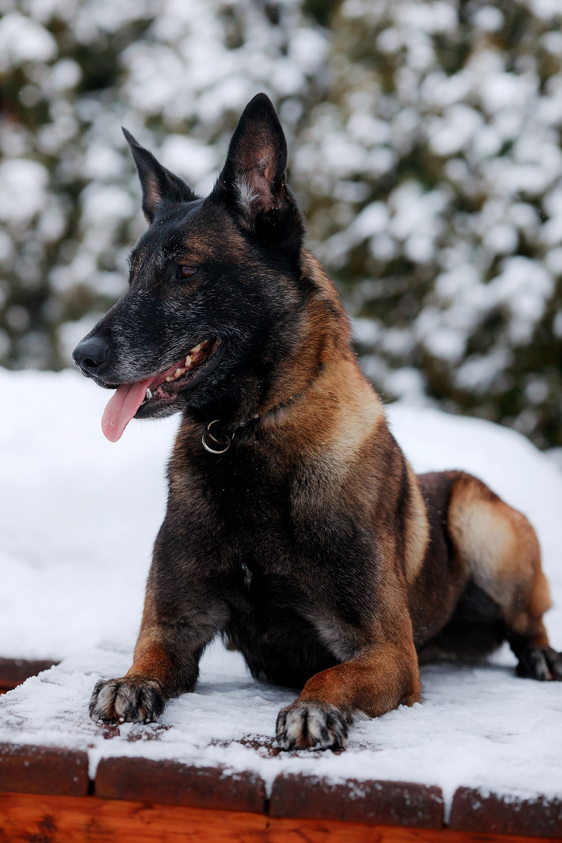 Зимние портреты. Фотограф-анималист Mary Mart — Москва, Питер