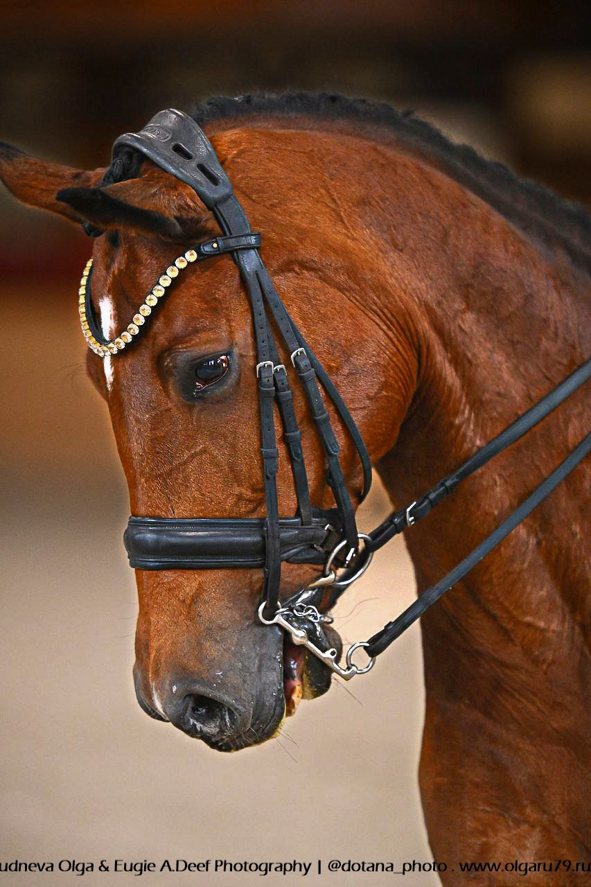 2025-11-15 — КСК Пегас, выездка. ТУРНИРНАЯ КОННАЯ ФОТОГРАФИЯ, Руднева Ольга и Евгений Адеев