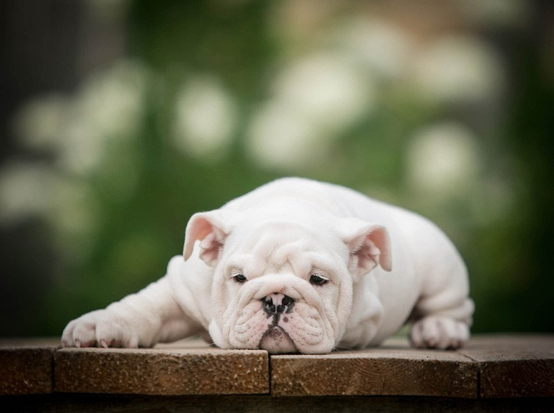 Бульдоги. Алена Кузьминская фотограф анималист Рыбинск