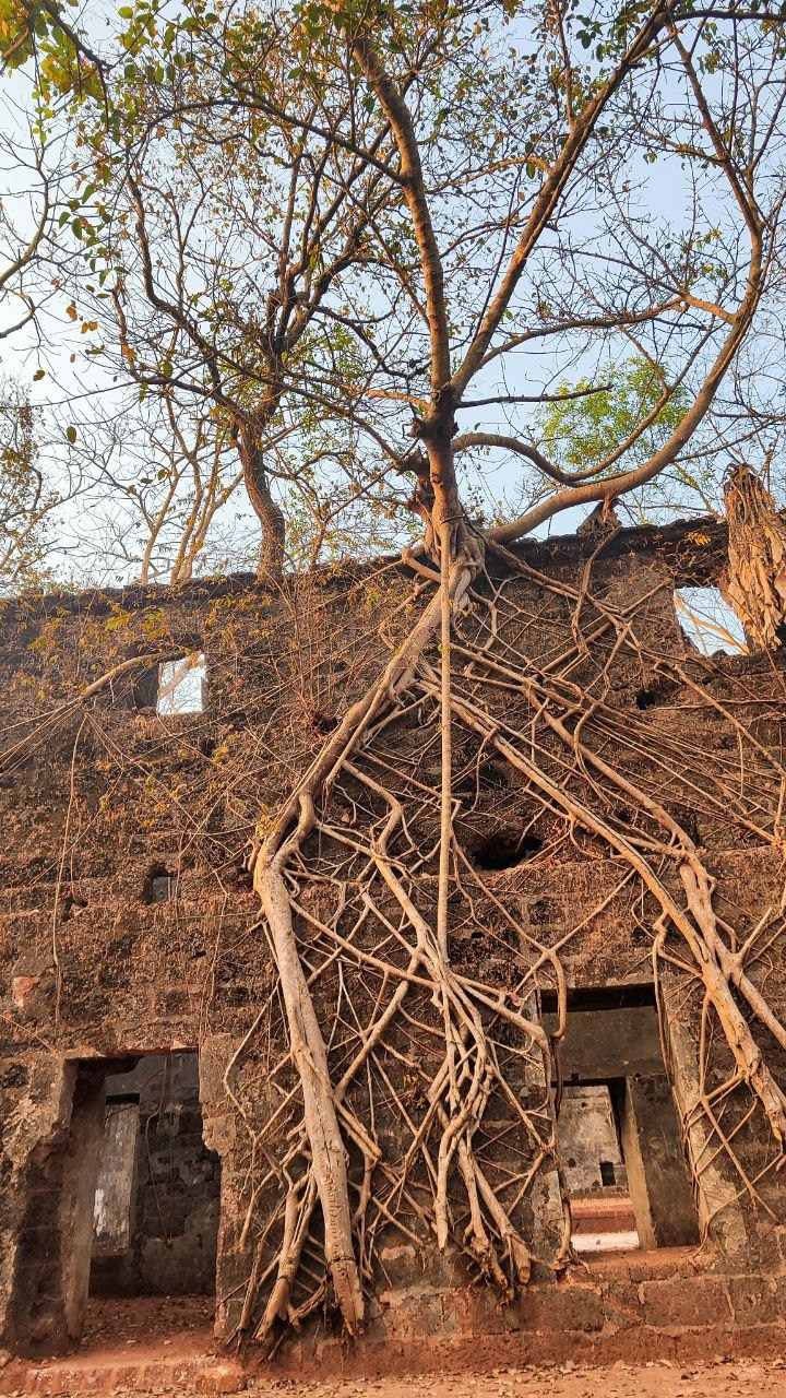 Индия. Живые снимки! Фотограф Даша Бендер