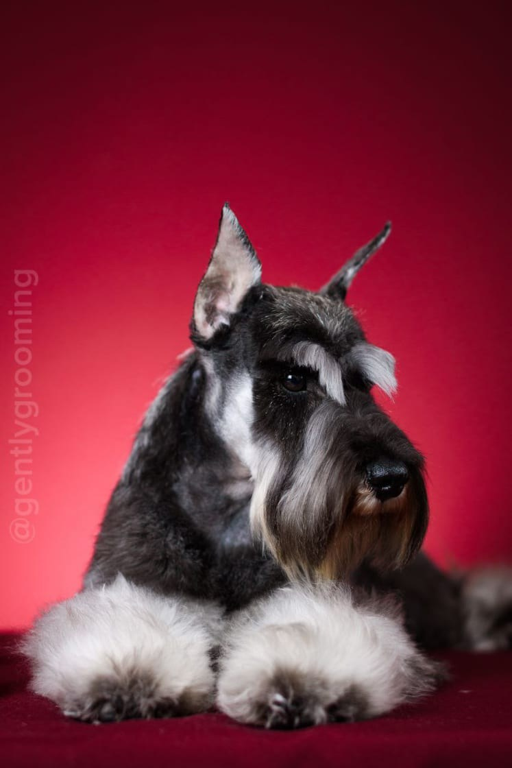 Армина/ Delinso Balance May-Armina. Питомник цвергшнауцеров в Беларуси «Делинсо Бэлэнс»