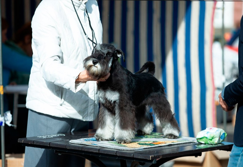 Крейг/Delinso Balance Otem Temin. Питомник цвергшнауцеров в Беларуси «Делинсо Бэлэнс»