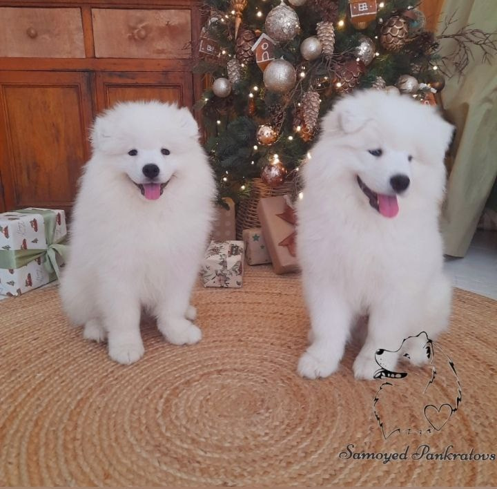 Помет «Р» 04.10.2023 д. р. Самоед Новосибирск