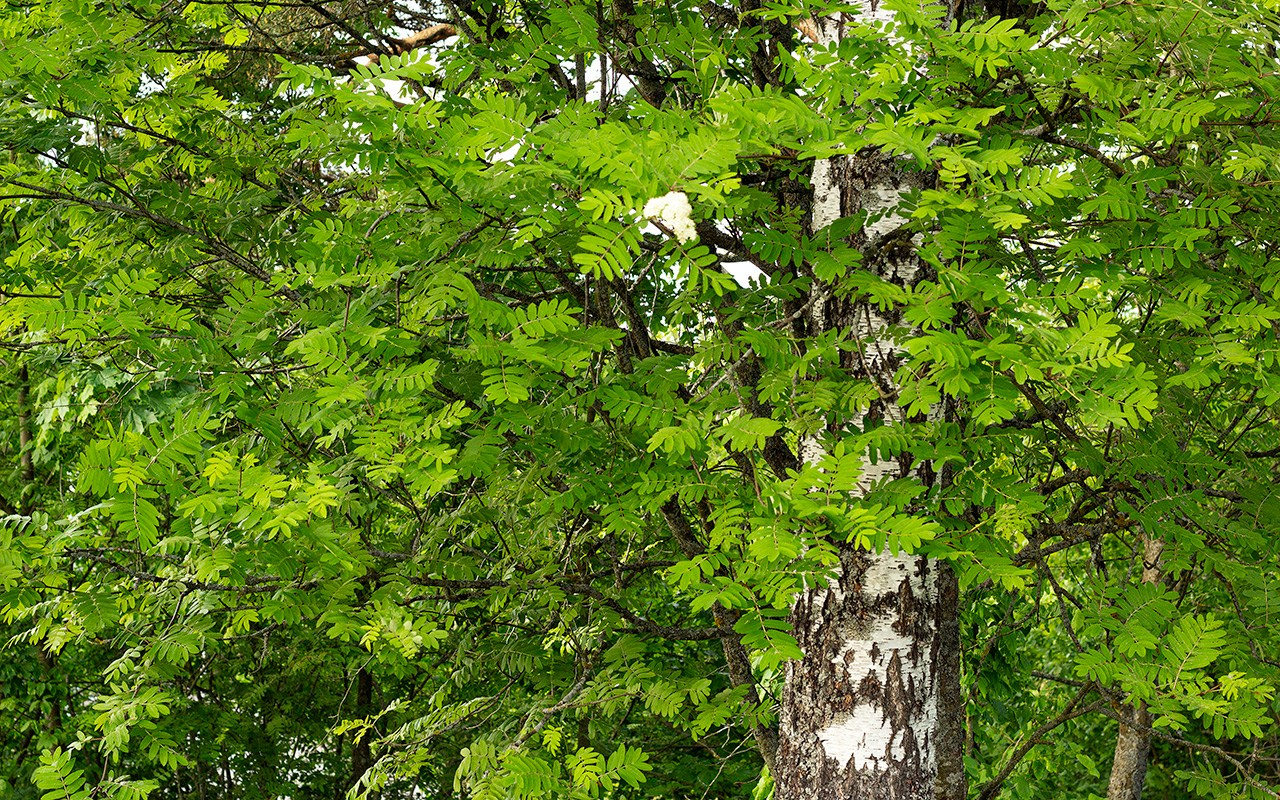 Деревья. Природа севера