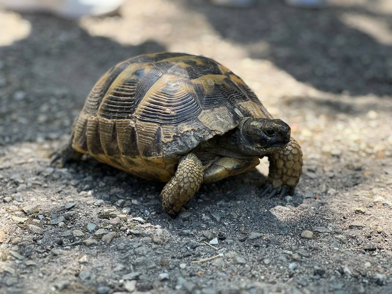 Мероприятия в лагере. Детский оздоровительный лагерь «АЛЬБАТРОС» — официальный сайт