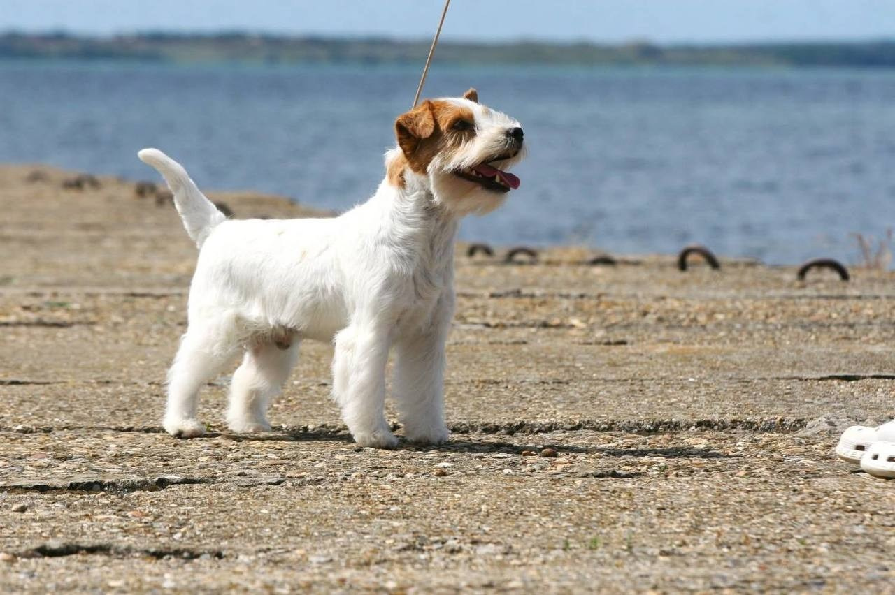 Lovely-Orange Mascarpone. Lovely-Orange питомник джек рассел терьеров