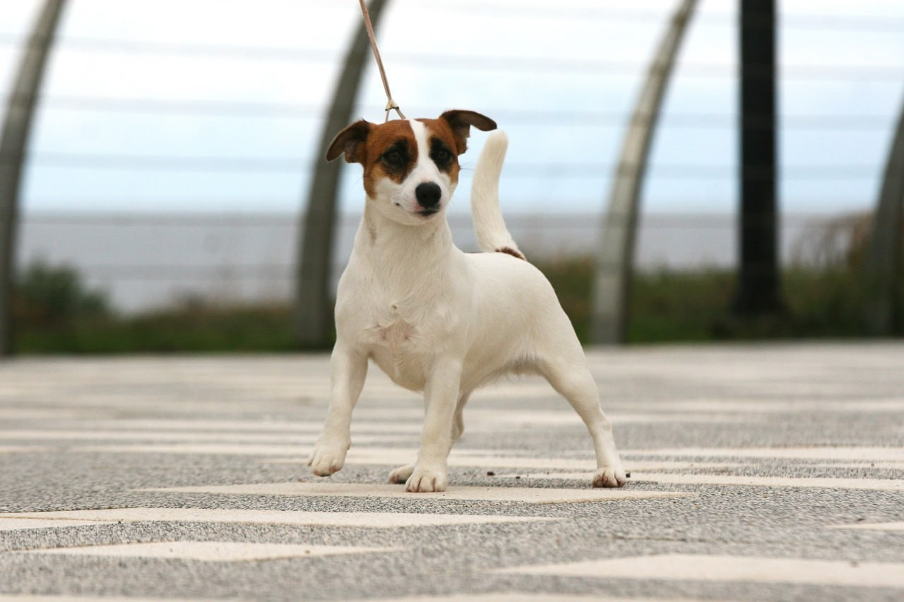 Lovely-Orange Money Money. Lovely-Orange питомник джек рассел терьеров