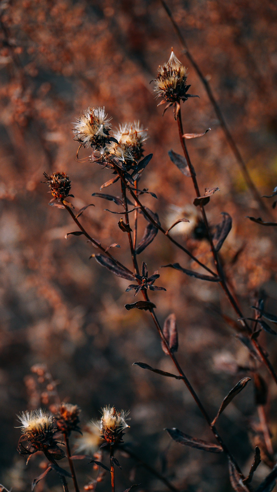 Дагестан 2023. Человек с фотокамерой