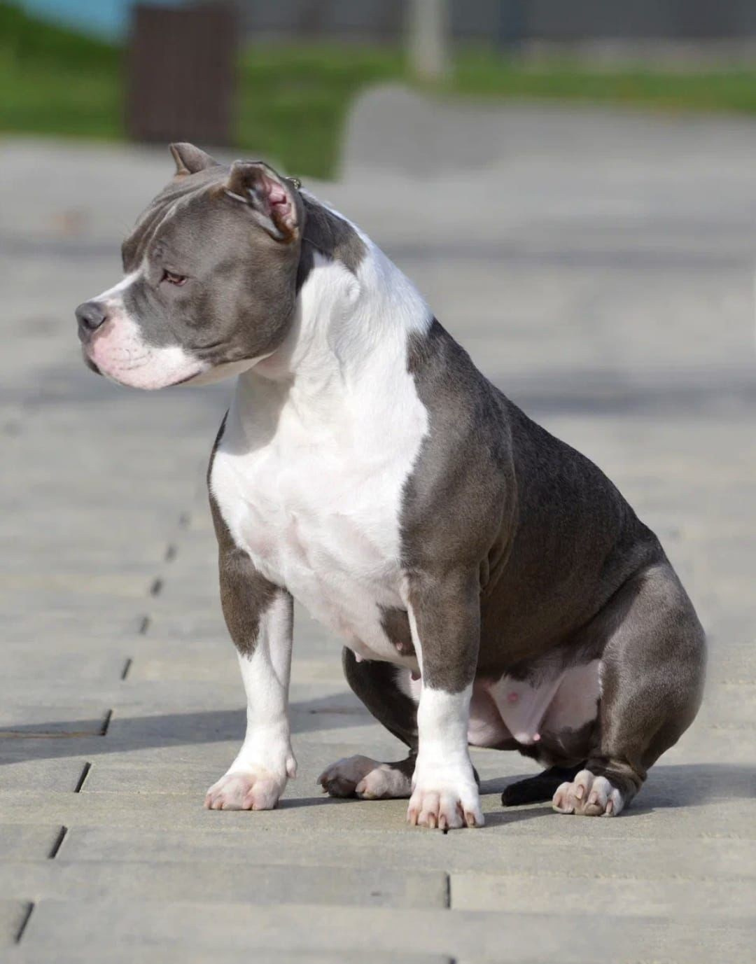 Вязка Американских булли в Минске