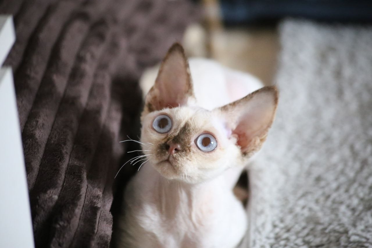 💜DRX h 33 кошка Nevskiy Favorite  Jalina д/р 15.11.25. Nevskiy Favorite — питомник девон-рексов в Санкт-Петербурге. Здоровые, ласковые и редкие котята