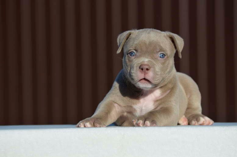 Дети Камелия. ПИТОМНИК СОБАК ПОРОДЫ АМЕРИКАНСКИЙ БУЛЛИ