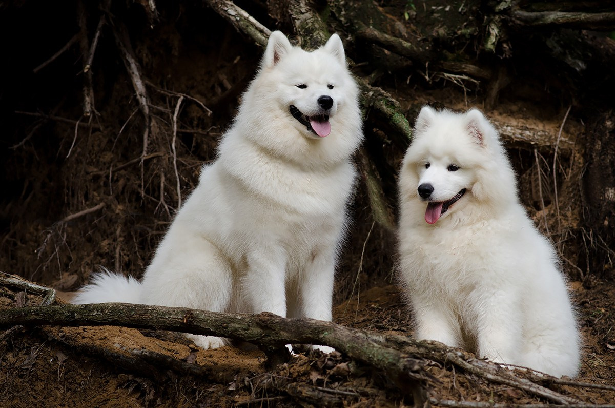 ЖЫВЁЛЫ. Вясельны і партрэтны фатограф Сяргей Клемянок