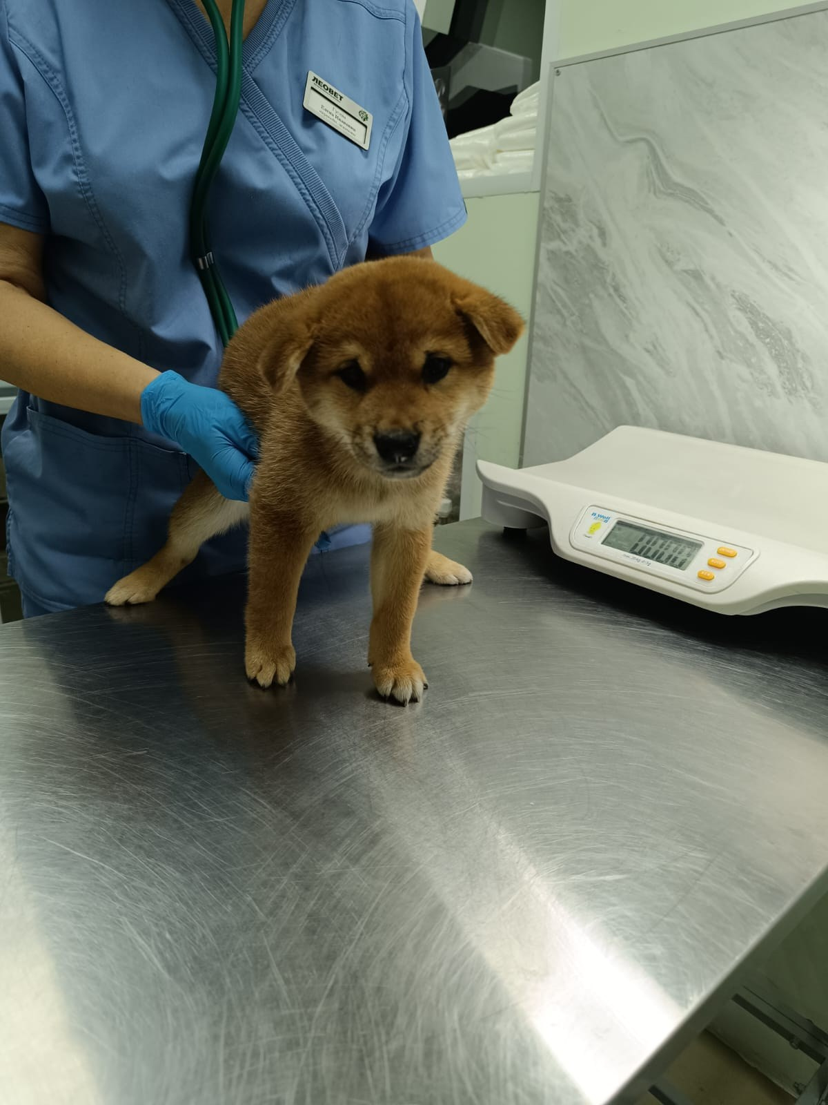 Rubylight Hattie. AMERICAN AKITA RUBYLIGHT KENNEL I SHIBA-INU