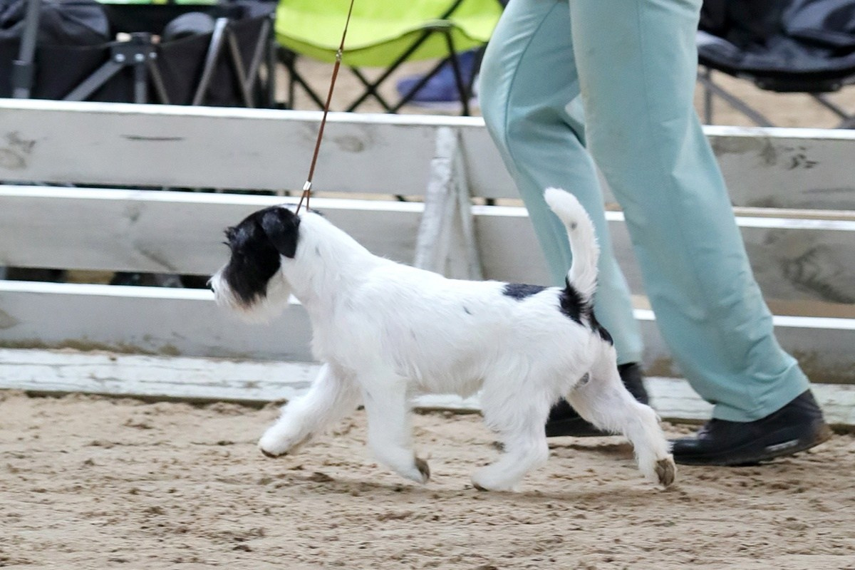 Port Fortis Play Boy