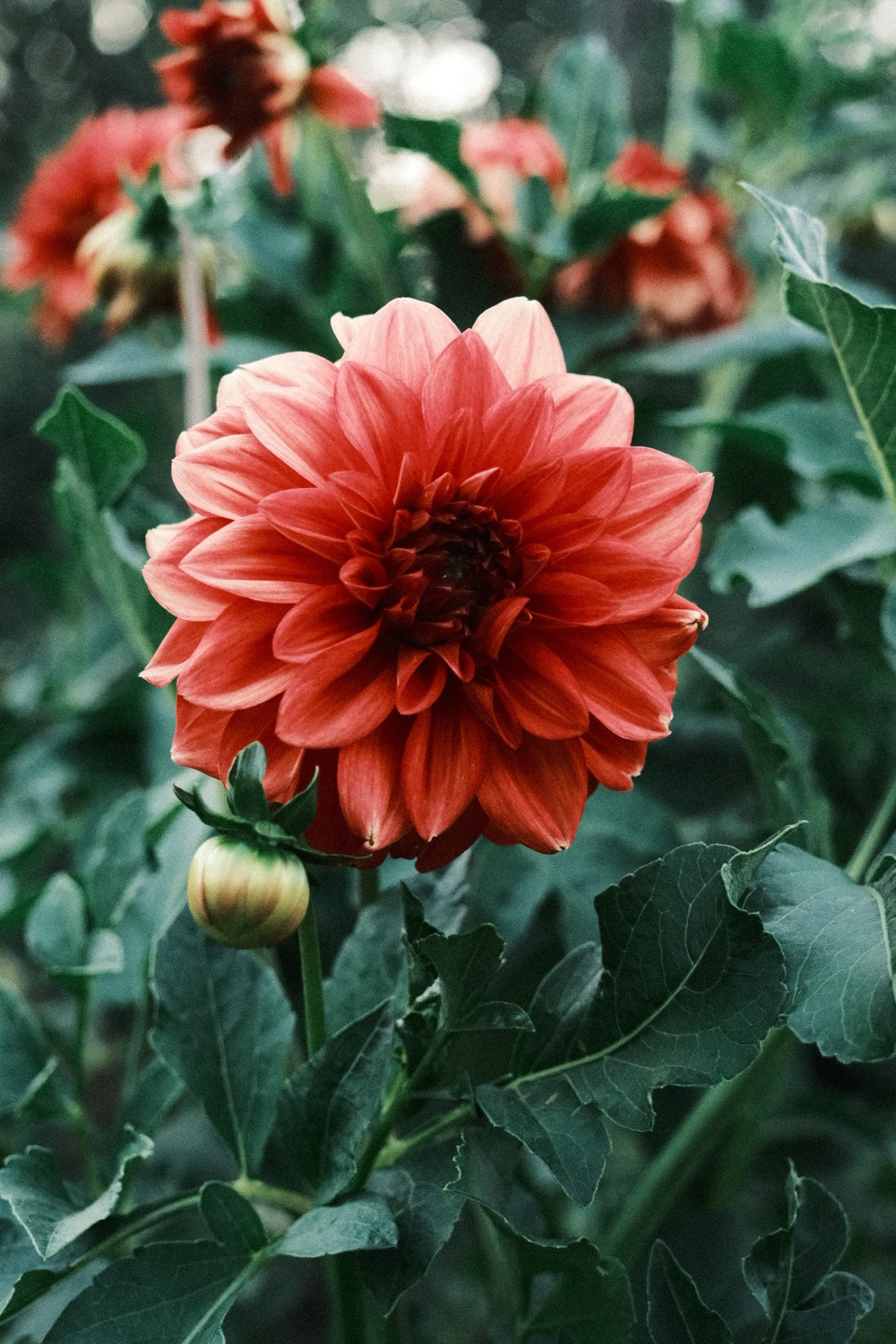 Цветок в огороде 