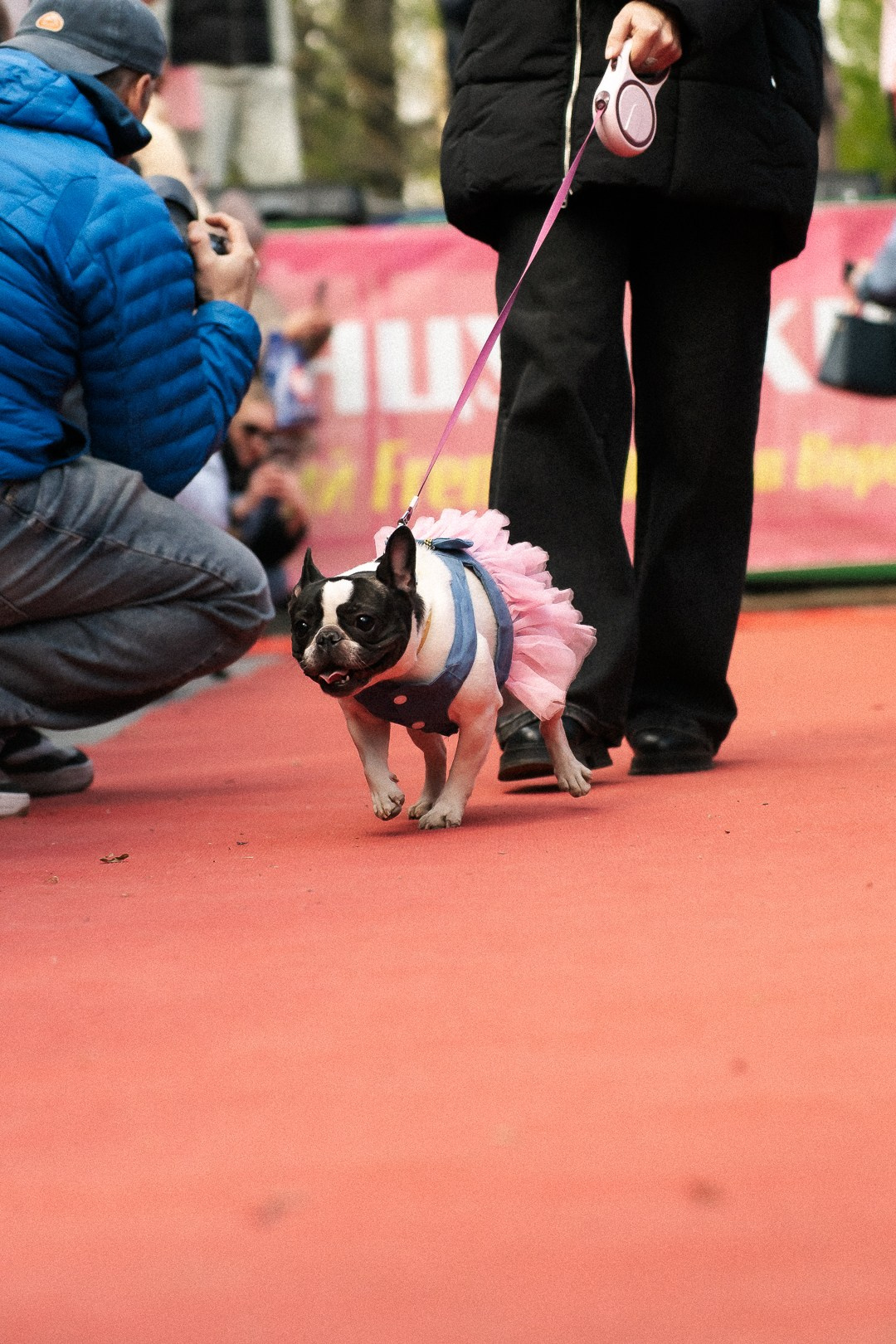 Парад Бульдогов. Axenov_eugene