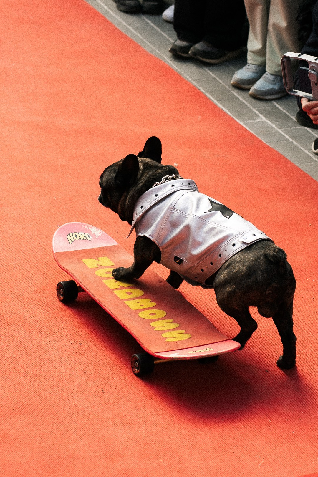 Парад Бульдогов. Axenov_eugene