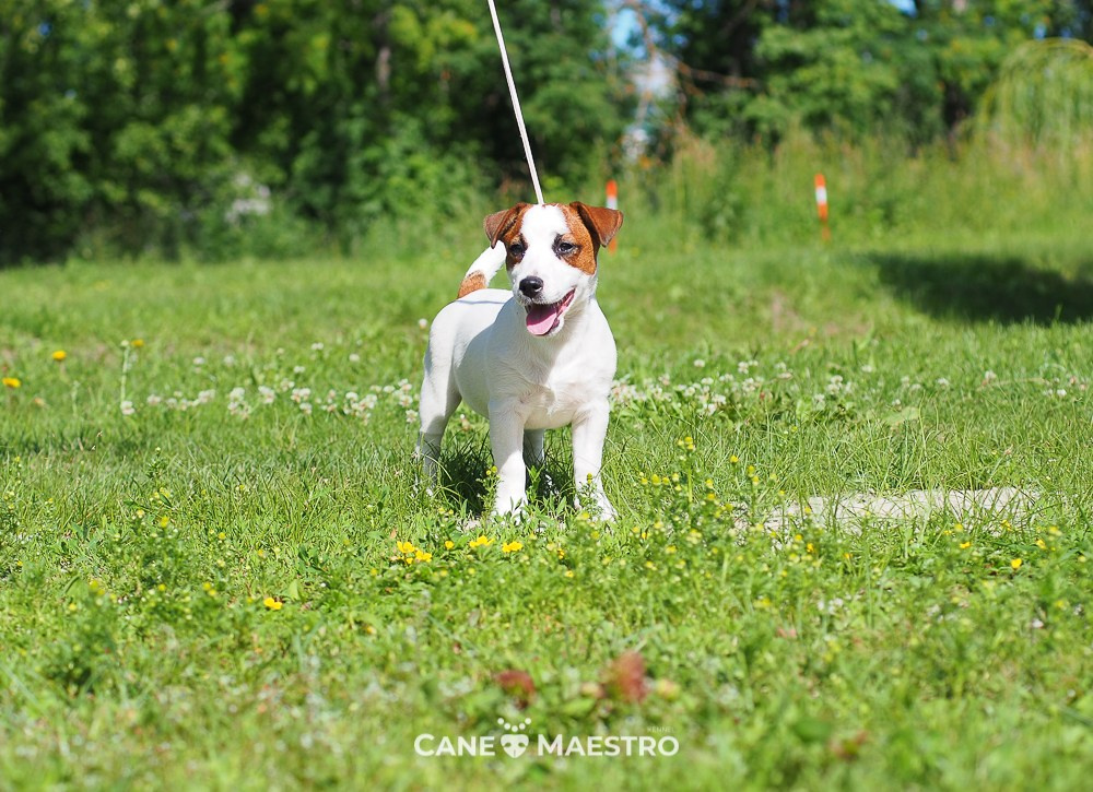Щенок Джек-рассел-терьер. КМ ФЕРИТЕЙЛ. Гладкий джек рассел. Девочка№1. КАНЕ МАЭСТРО — питомник Джек рассел терьеров