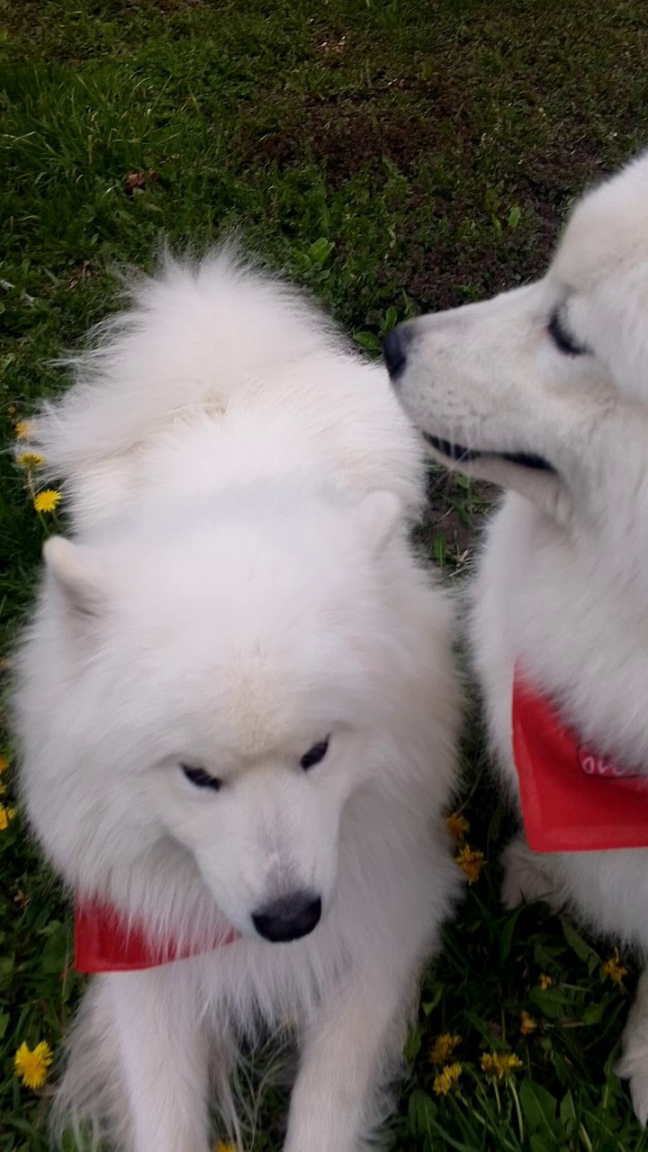 Благотворительная фотосессия. Самоед Новосибирск