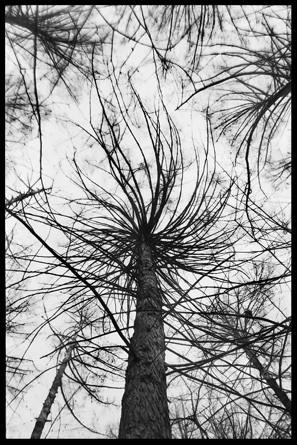 Author’s photo works in the ambrotype technique! Analog photography. Sergey Kondriuk art-photographer | artist