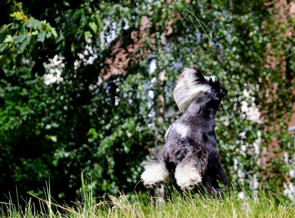 Леля/Asson Ari Unara Valeri. Питомник цвергшнауцеров в Беларуси «Делинсо Бэлэнс»