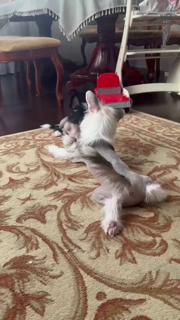 Дашенька уехала домой!. Питомник китайских хохлатых собак Poale Ell: купить щенка в питомнике