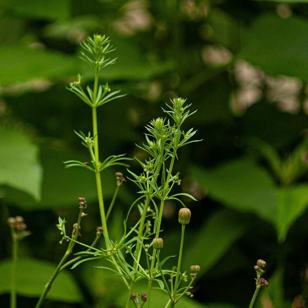 Травы. Природа севера