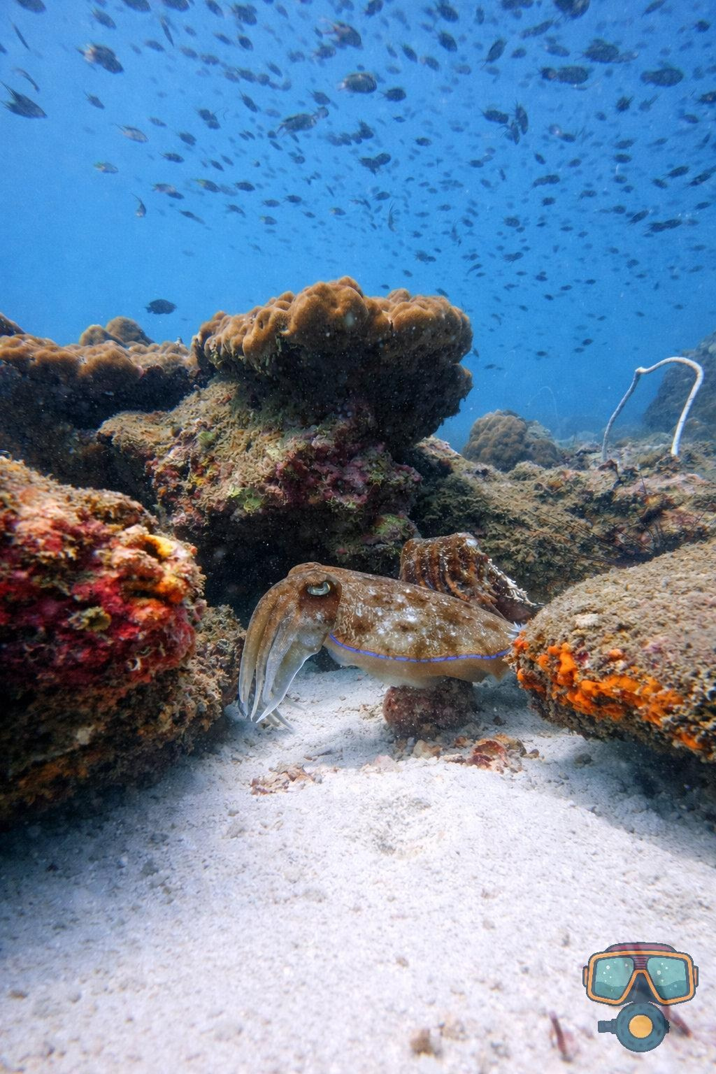 Для тех кто не боится сделать первый шаг. Дайвинг во Вьетнаме. Индивидуальные Экскурсии