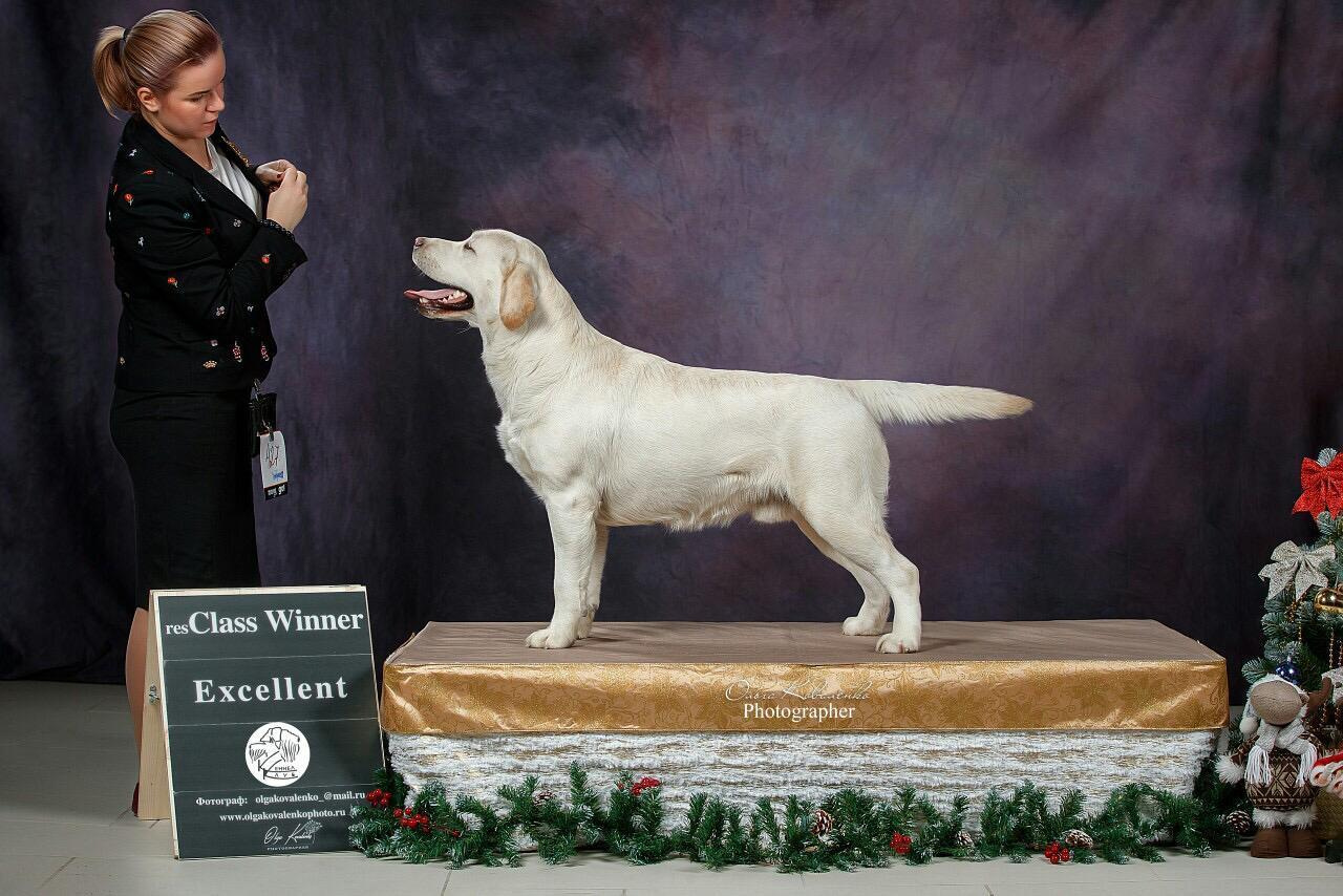 Фотопроект Ольги Коваленко и Светланы Писаревой. Центр развития кинологии Звезда Невы