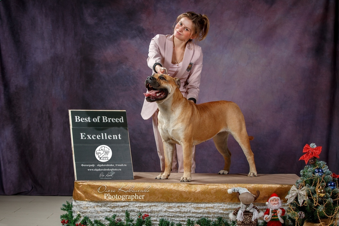 Фотопроект Ольги Коваленко и Светланы Писаревой. Центр развития кинологии Звезда Невы