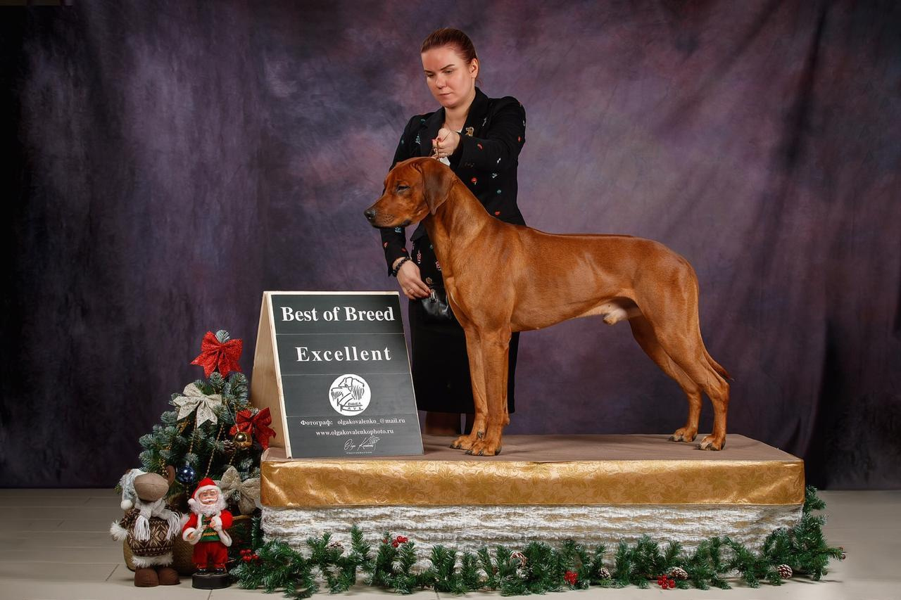 Фотопроект Ольги Коваленко и Светланы Писаревой. Центр развития кинологии Звезда Невы