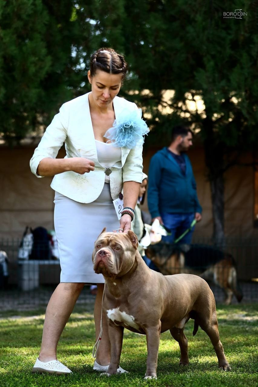 Участие в выставках. Американские булли XL в г. Калининград. Питомник Great Bully UNIVERSE