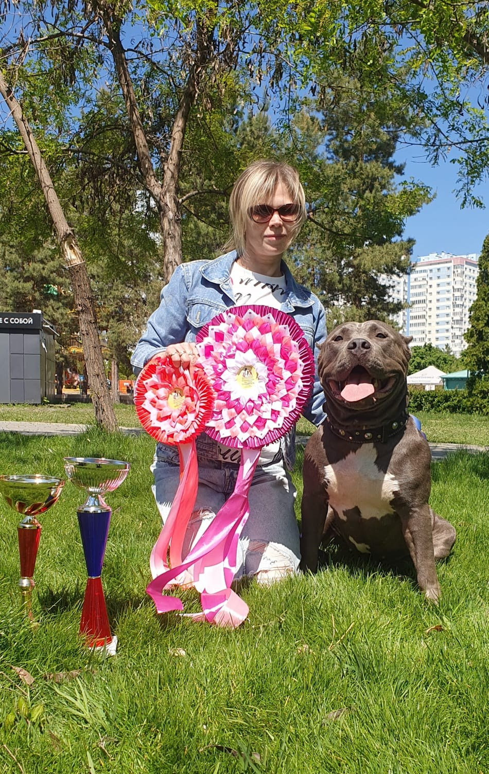 UPB’s Queenie & Zeus. 16.04.24. Американские булли XL в г. Калининград. Питомник Great Bully UNIVERSE