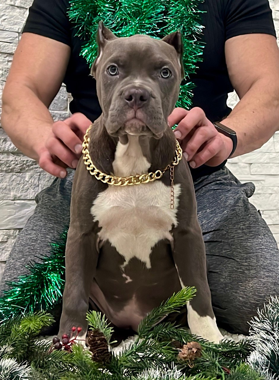 Hunter&Queenie, 10.09.25. Американские булли XL в г. Калининград. Питомник Great Bully UNIVERSE