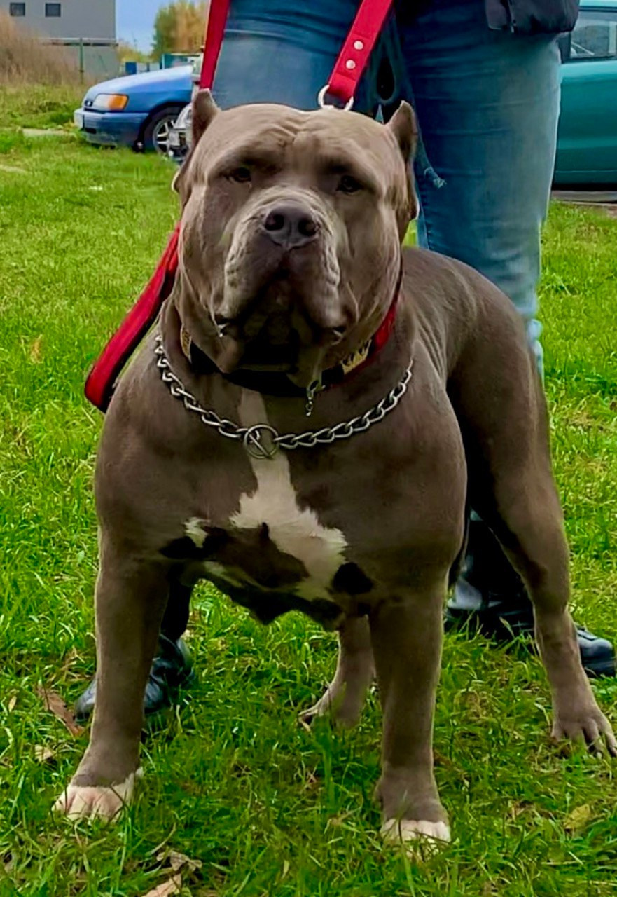 Наши собаки. Американские булли XL в г. Калининград. Питомник Great Bully UNIVERSE