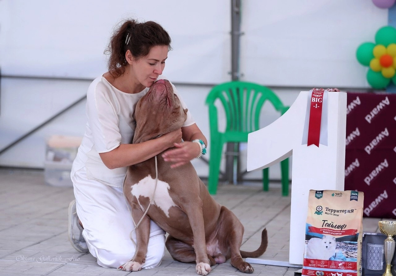 Участие в выставках. Американские булли XL в г. Калининград. Питомник Great Bully UNIVERSE