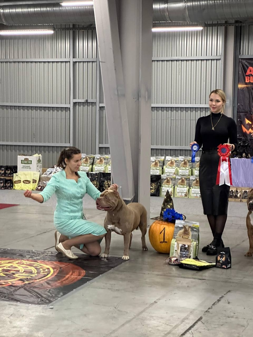 Участие в выставках. Американские булли XL в г. Калининград. Питомник Great Bully UNIVERSE