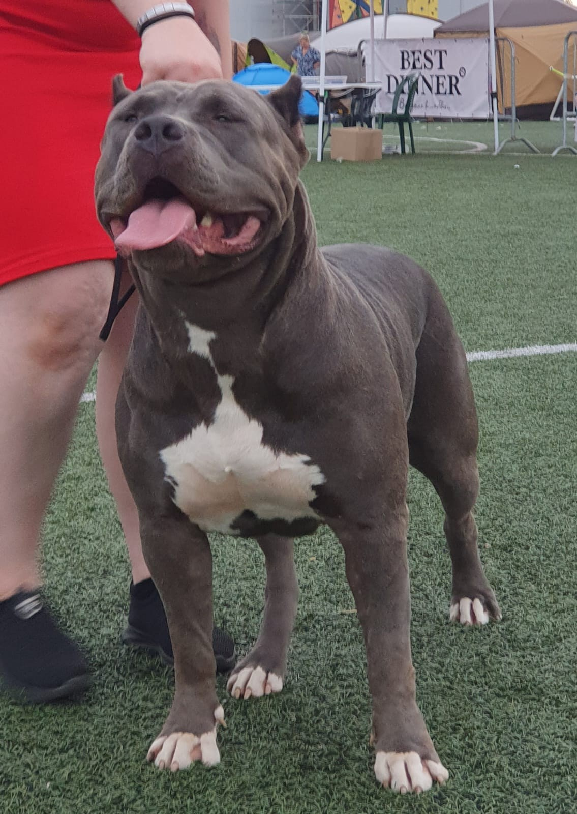 UPB’s Queenie & Zeus. 16.04.24. Американские булли XL в г. Калининград. Питомник Great Bully UNIVERSE
