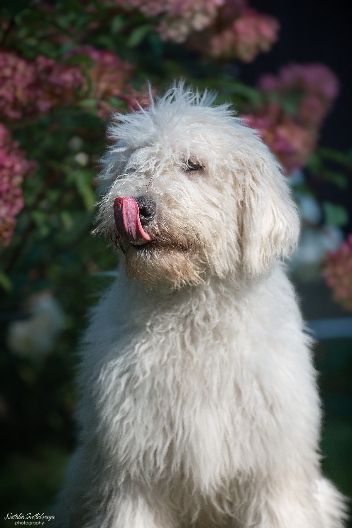 Комондор. Фотограф-анималист Наталья Светличная