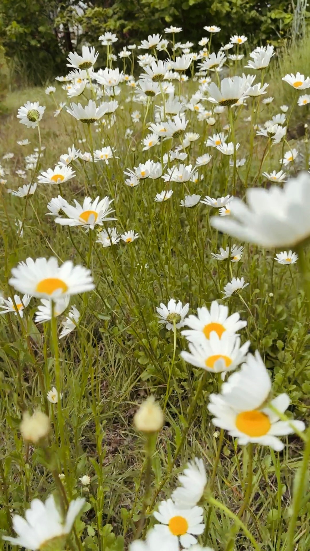Локации с цветами. Фотостудия Натальи Забродской