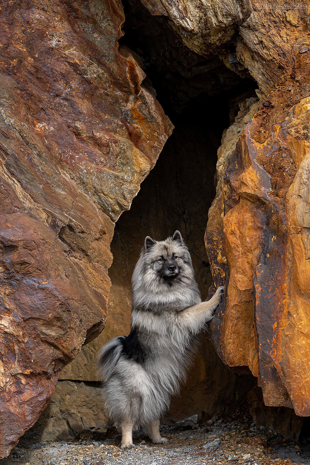 Фотограф-анималист. Фотограф собак в Москве и Московской области Иванушкина Мария