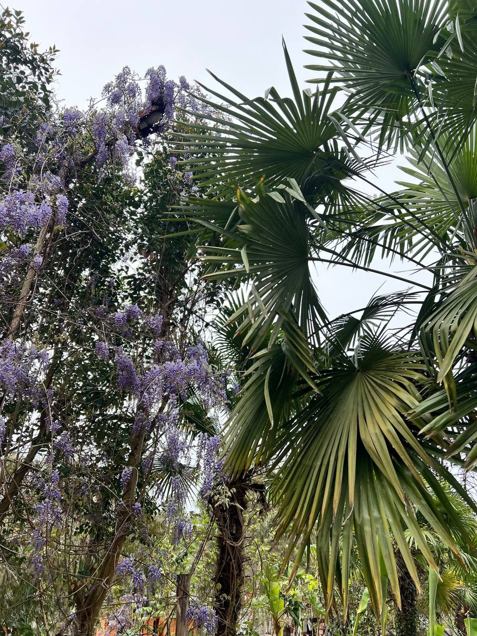 Профессиональный свадебный фотограф в Сочи для вашего идеального дня. Свадебный фотограф в Абхазии, Сухум, Гагра, Сочи