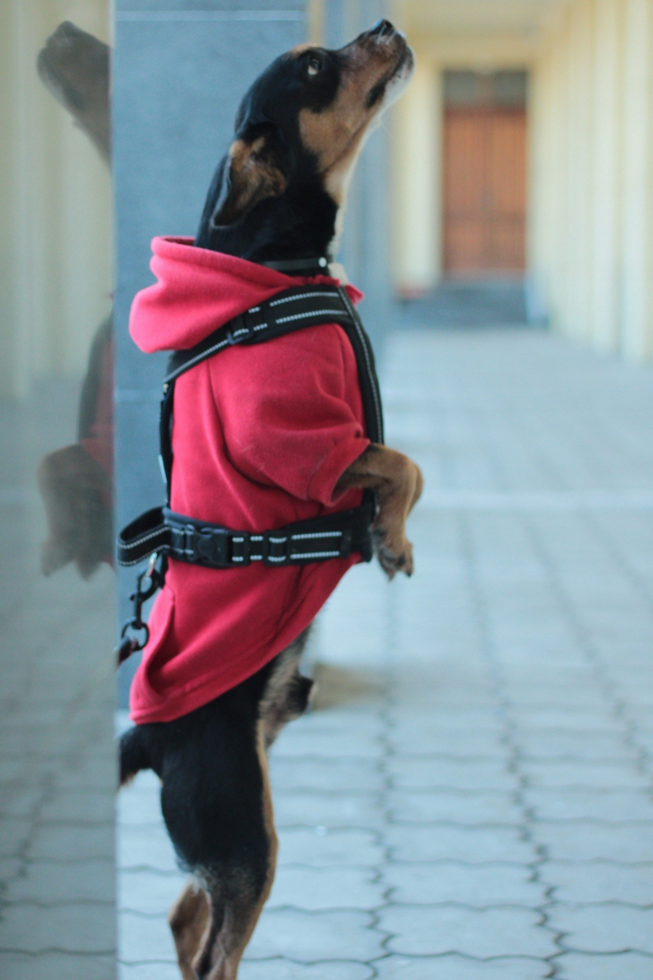 Маша и Кекс. Катя Попова|ЛайфСтайл фотограф