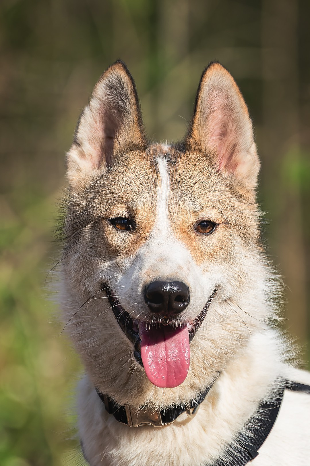 Собаки приюта Келтсские ангелы. Irenephoto.ru