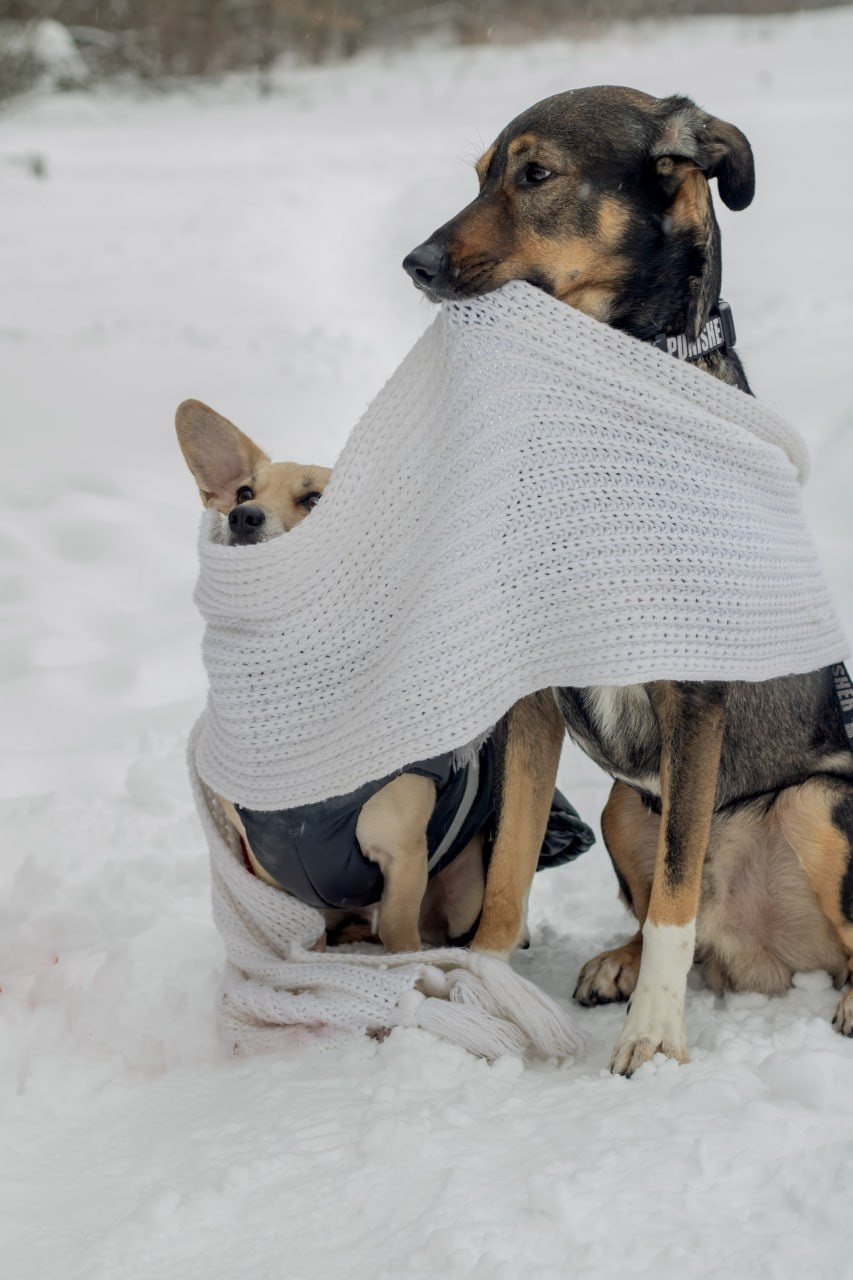 Даша, Кима, Лида и Амур. Катя Попова|ЛайфСтайл фотограф