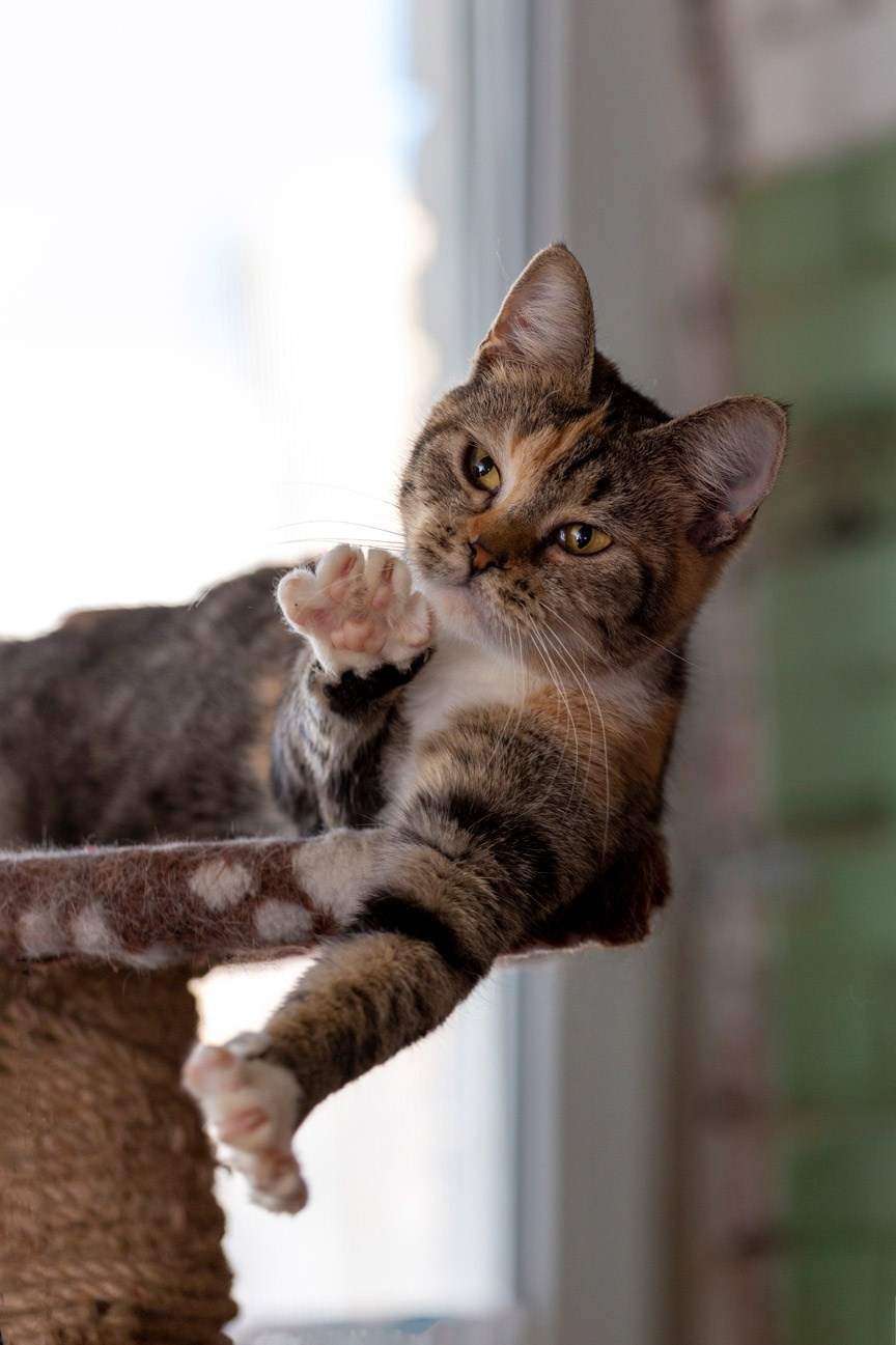 Кошки и котята в приютах. Irenephoto.ru
