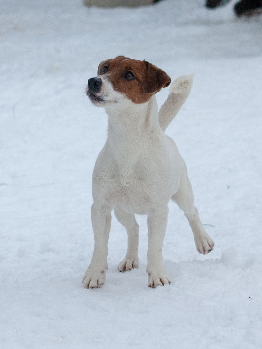 UNIKA LARKY ONLINE. КАНЕ МАЭСТРО — питомник Джек рассел терьеров