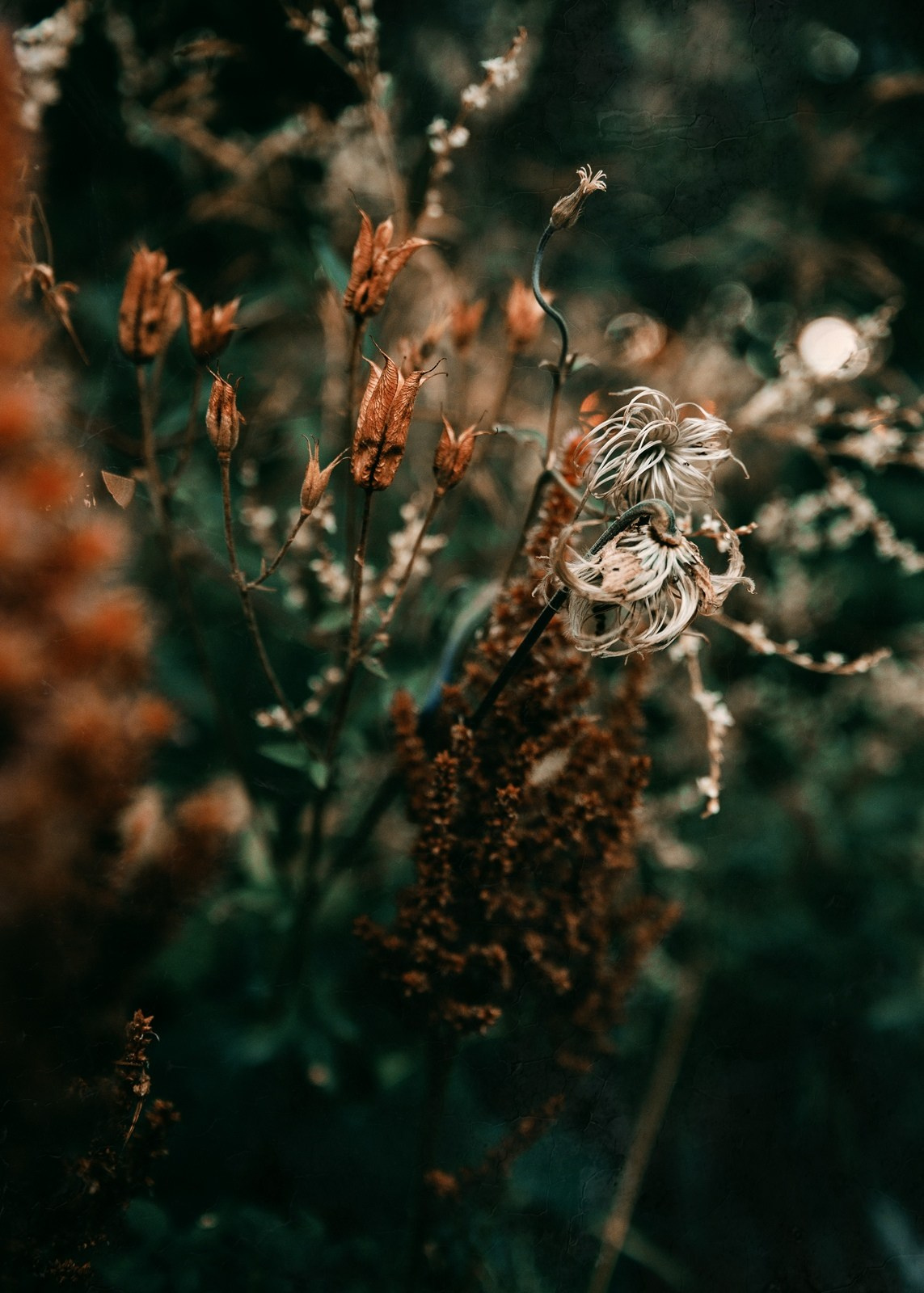 Красивые фотографии цветов фотограф