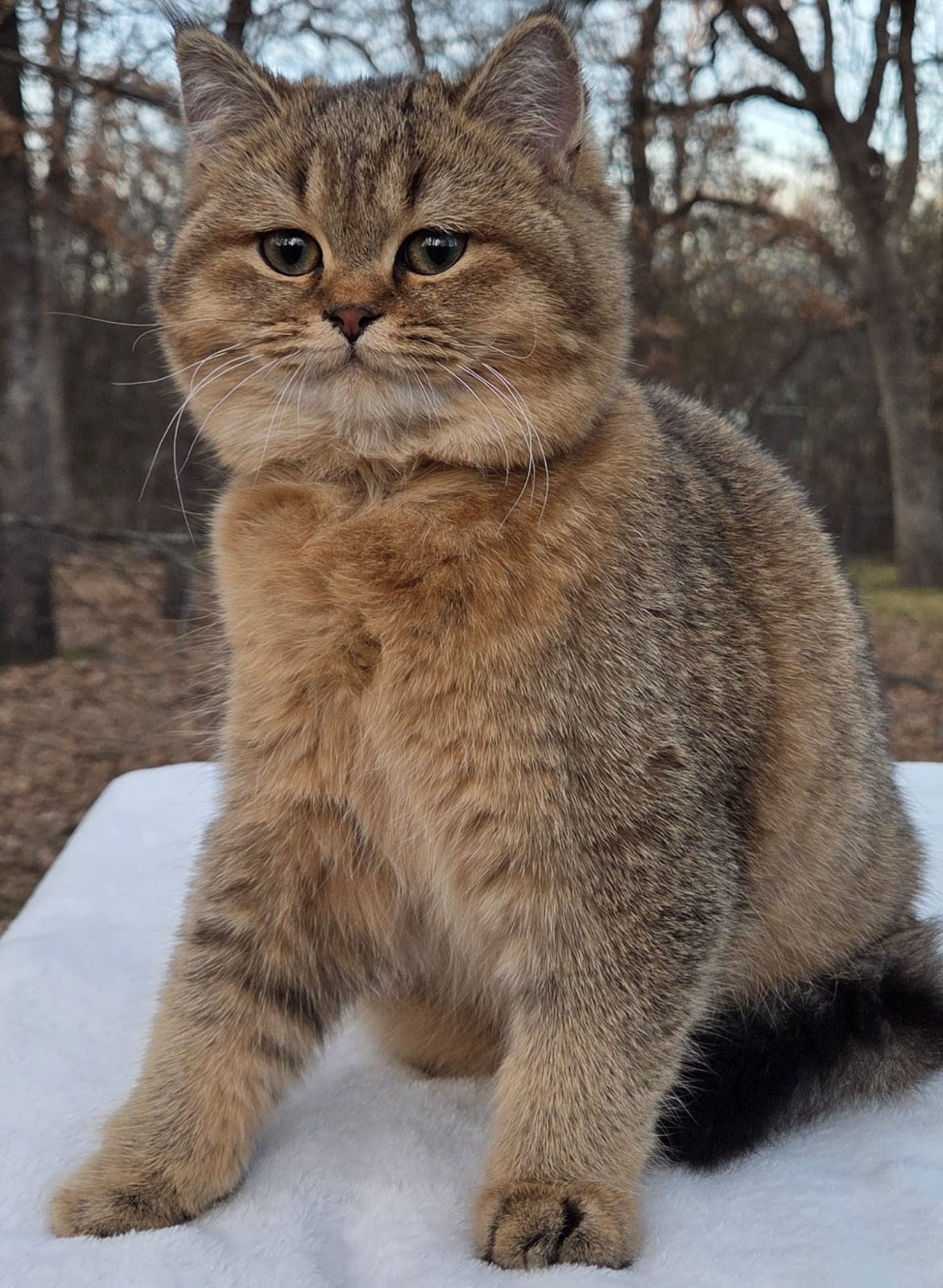 Bagira, DB- 08.25.25, female, $1350. British shorhair Cats