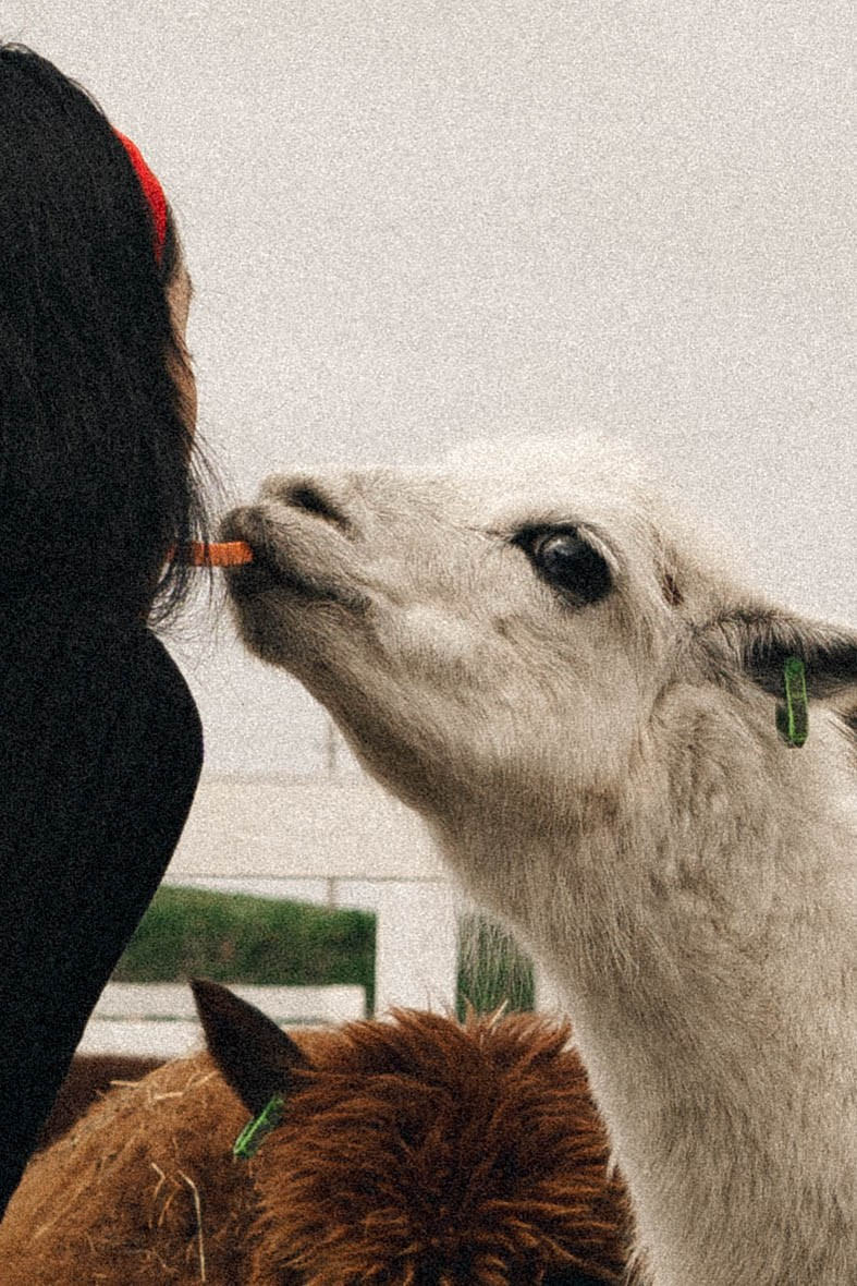 Ферма Альпак. Профессиональный фотограф, Санкт-Петербург — Виктория Богомолова